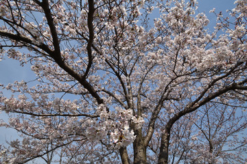 桜ノ宮の桜