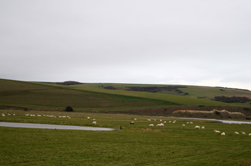 Flock of sheep in a farm field