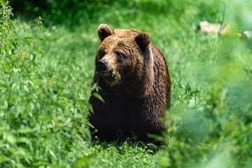 Fototapeta premium Bär im Bärenwald Arbesbach