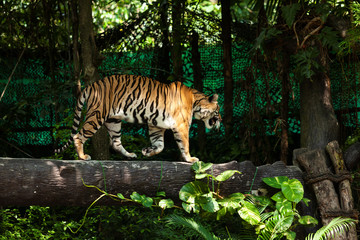 Tiger walking on trees in the zoo