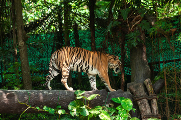 The big tiger is in the zoo.