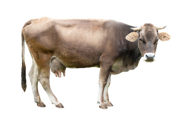 brown cow isolated on a white background