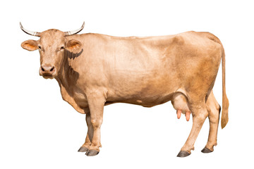 brown cow isolated on a white background