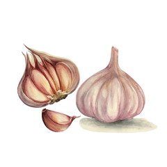 garlic, half and whole, hand-drawn watercolor illustration isolated on white background