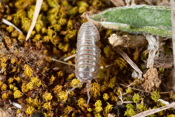 woodlice in Kamenjak reserve, istra, Croatia