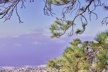 several canary pines in nature