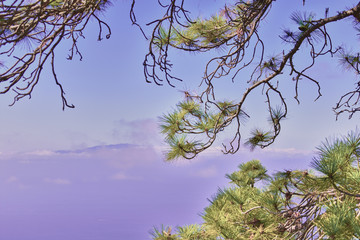 several canary pines in nature