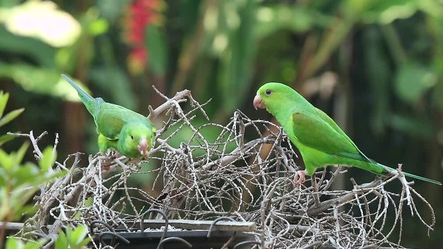 Maritacas comendo semente de girassol no quintal em S&atilde;o Paulo, Brasil 
