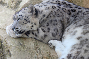 snow leopard in a zoo in france 
