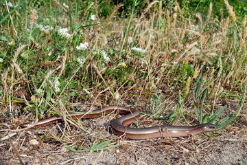Griechische Blindschleiche (Anguis graeca) Thessalien, Griechenland- Greek Slow Worm