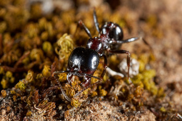 Close-up of the ant in Istria