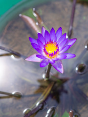One purple lotus flower are blooming in the pot