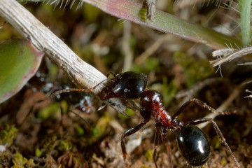 Close-up of the ant in Istria