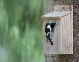  European pied flycatcher (Ficedula hypoleuca).