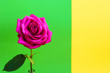 One flower bright beautiful pink rose on a green-yellow background.