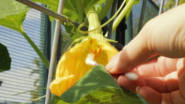 Trying to use cotton swab to pollinate butternut squash plant. The cotton with the pollen on it gets stuck on the carpels of the flower bloom. It is a windy day and the plant is blowing around.