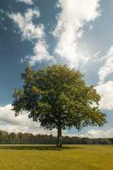 Fototapeta na wymiar Tree of life