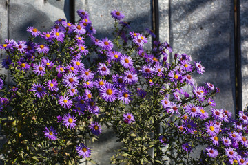 Purple autumn asters with yellow centers. New York aster (Symphyotrichum novi-belgii)
