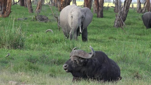 Elefant nud B&uuml;ffel eintr&auml;chtig beim Fressen