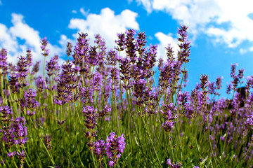 Fototapeta premium Lavendel 