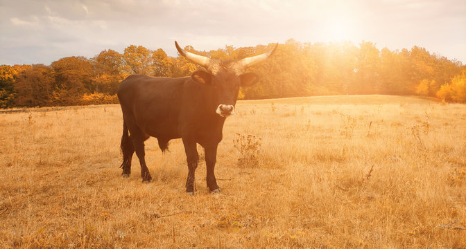 Ankole Watusi cow, known for its large horns