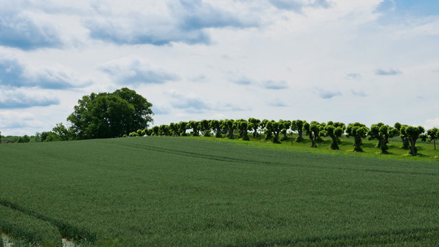 Grain field in spring with a view of a Feston avenue