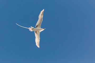 Seabird flying near sailing mast