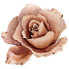 Watercolor vintage illustration of rose flowers