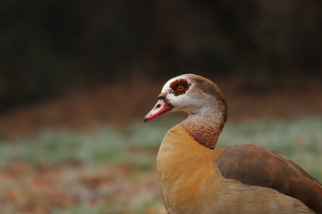 Goose living free in nature