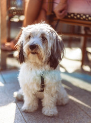 cute havanese dog