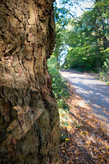 Baum am Wegesrand