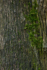 Green moss on a tree bark