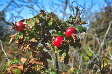 Red ripe rose hips on wild rose bush