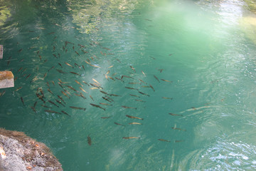 Krka Fische
