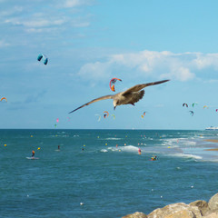 Fototapeta na wymiar Kite Surfer und Möwe über dem Meer 