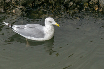 Möwe schwimmt am Strand
