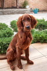 Irish setter puppy lies on the lawn grass. Irish setter red color. The dog guards the territory near the house.