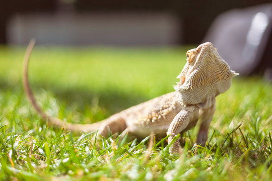 bearded dragon in a meadow