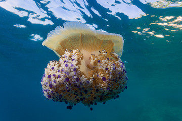 Mediterranean jelly on Kamenjak