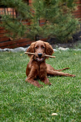 Irish setter puppy lies on the lawn grass. Irish setter red color. The dog guards the territory near the house.