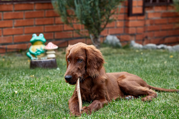 Irish setter puppy lies on the lawn grass. Irish setter red color. The dog guards the territory...