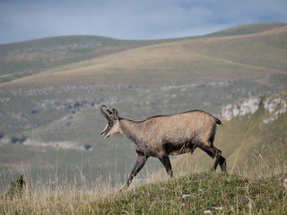 Chamois of the Alps (Rupicapra rupicapra), runs on pastures in summer
