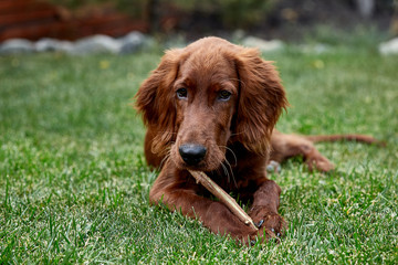 Irish setter puppy lies on the lawn grass. Irish setter red color. The dog guards the territory near the house.