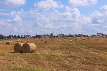 Sheafs of hay in golden mowed field against blue cloudy sky. Field with hay stacks in front of houses, Belarus