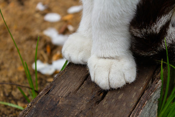Obraz premium close-up two feline white paws of a sitting cat on wooden gray bars