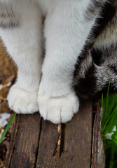 close-up two feline white paws of a sitting cat on wooden gray bars