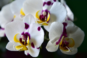 Fototapeta premium White orchid flowers. Summer wallpaper.