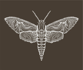Plakat Sphingidae hawk-moths graphic
