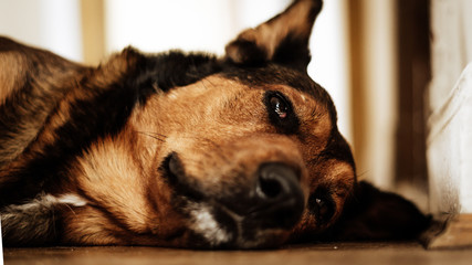 closeup of a dogs face lying on the floor