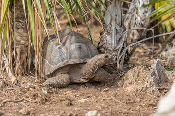 Aldabra giant tortoise at Francois Leguat Tortoise Parc, Rodrigues Island